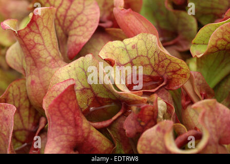 Sarracenia purpurea ssp. venosa Stock Photo