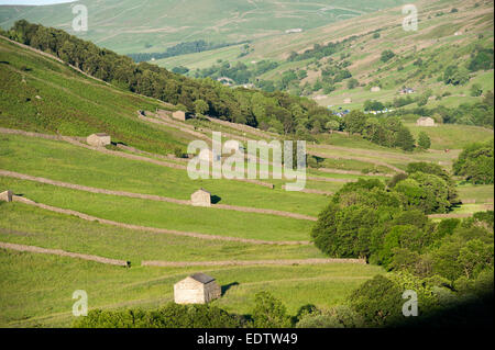 Barns and drystone walls in Swaledale near Thwaite. Yorkshire Dales National Park Stock Photo
