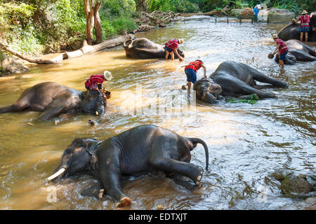 Thai elephant was take a bath with mahout (elephant driver , elephant keeper ) in Maesa elephant camp ,  Chiang Mai , Thailand Stock Photo