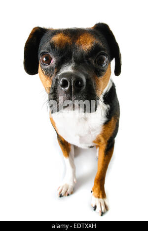 Brown and white beagle and Boston terrier mixed breed dog on white background Stock Photo