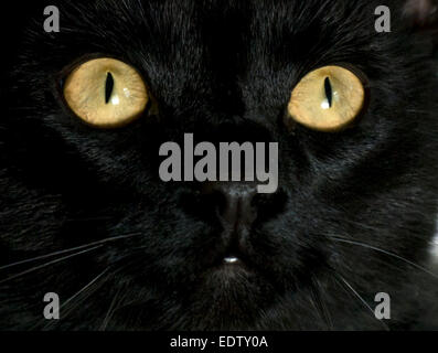 Cat black yellow eyes Stock Photo