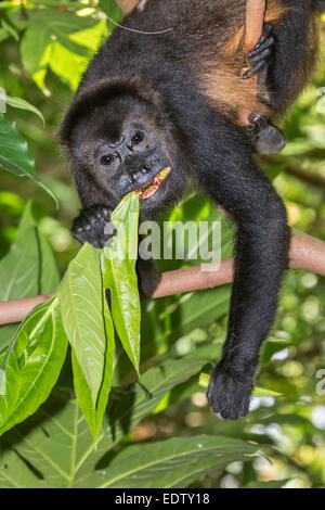 mantled howler monkey (Alouatta palliata) eating tree leaves in rainforest canopy, Cahuita national park, Limon, Costa Rica. Stock Photo
