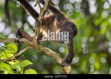 Baby mantled howler monkey (Alouatta palliata) climbing tree branch in rainforest canopy, Cahuita national park, Limon, Costa Ri Stock Photo