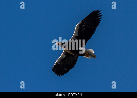 adult Steller's sea eagle flying over the bay Avachinskaya Stock Photo