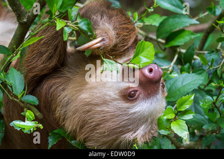 Hoffmann's two-toed sloth (Choloepus hoffmanni) eating tree leaves in rainforest canopy, Limon, Costa Rica. Stock Photo