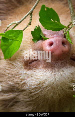 Hoffmann's two-toed sloth (Choloepus hoffmanni) eating tree leaves in rainforest canopy, Limon, Costa Rica. Stock Photo
