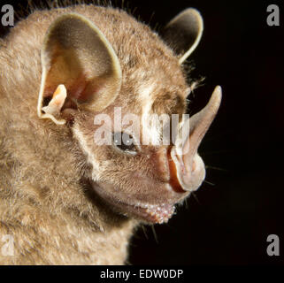 Pygmy fruit-eating bat (Dermanura or Artibeus phaeotis) portrait, Limon, Costa Rica. Stock Photo