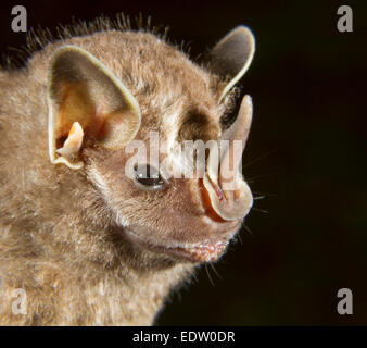 Pygmy fruit-eating bat (Dermanura or Artibeus phaeotis) portrait, Limon, Costa Rica. Stock Photo