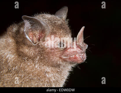 Seba's Short-tailed fruit bat (Carollia perspicillata) portrait, Limon, Costa Rica. Stock Photo