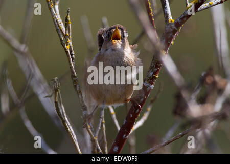 Marsh Wren (Cistothorus palustris) perched in reeds singing at Buttertubs Marsh, Nanaimo, Vancouver Is, BC, Canada in April Stock Photo