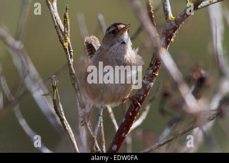 Marsh Wren (Cistothorus palustris) perched in reeds at Buttertubs Marsh, Nanaimo, Vancouver Island, BC, Canada in April Stock Photo