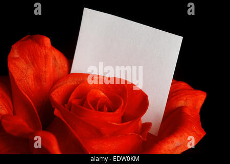 Red rose with blank note Stock Photo