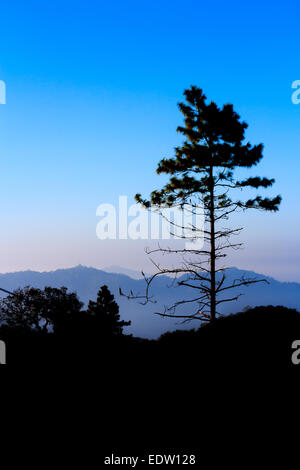 pine tree in early morning (silhouette) at Phu Chee Fah in Chiangrai ,Thailand Stock Photo