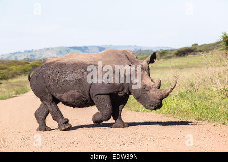 Rhino animal closeup photo detail skin mud protection covering summer in wildlife park reserve