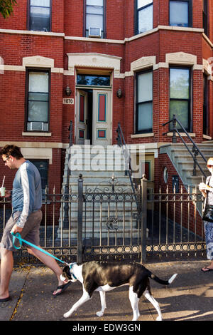 Chicago Illinois,Little Italy,West Taylor Street,adult adults man men male,dog dogs,leash,pet pets,townhouse,residences,steps stairs staircase,visitor Stock Photo