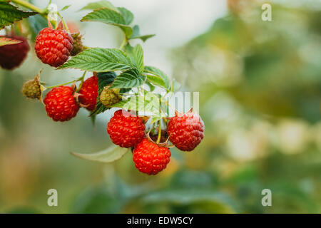 Raspberries. Growing Organic Berries Closeup. Ripe Raspberry In The Fruit Garden. Toned Instant Photo Stock Photo