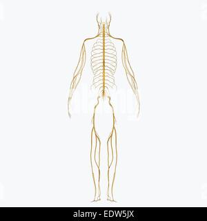 Skin anatomy labeled Stock Photo - Alamy