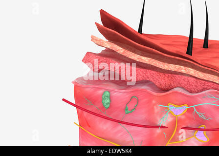 Hair follicle anatomy diagram dermatology medical concept as human