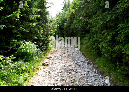 Very rocky road in the middle of forest. Tons of small stones, rocks ...