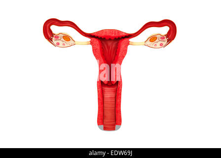 Female reproductive system Stock Photo