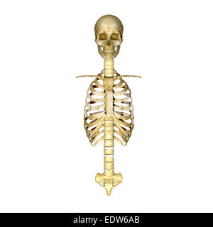 Rib cage, skull and spinal cord Stock Photo