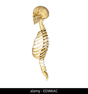 Rib cage, skull and spinal cord Stock Photo: 77385795 - Alamy