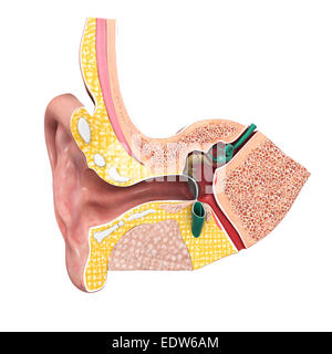 Ear anatomy Stock Photo