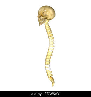 Skull with Spinal cord Stock Photo - Alamy