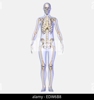 Human body with skeleton Stock Photo
