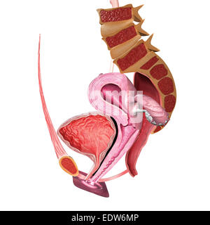 Female Reproductive system Stock Photo