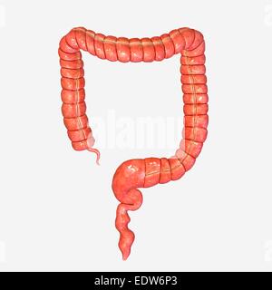 Large intestine Stock Photo