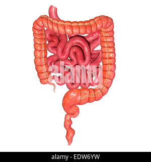 Small and large intestine Stock Photo