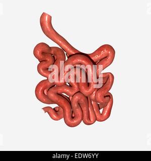 Small intestine Stock Photo