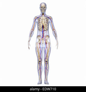 Skeleton and nervous system Stock Photo