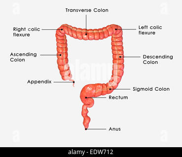 Large intestine Stock Photo