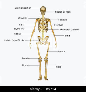 Skeleton with parts Stock Photo