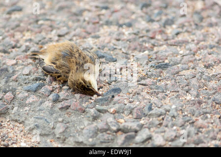 Dead Sedge Warbler (Acrocephalus schoenobaenus) in road Stock Photo