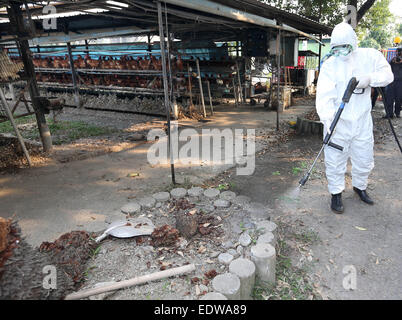 Pingtung. 10th Jan, 2015. Epidemic prevention personnel disinfect at a chicken farm in Pingtung County,  Taiwan, Jan. 10, 2015. About 120,000 chickens have been culled after H5N2 avian influenza virus was detected at a chicken farm here on Friday. Credit:  Xinhua/Alamy Live News Stock Photo