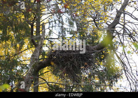 Nest of Black Stork (Ciconia nigra). Europe Stock Photo