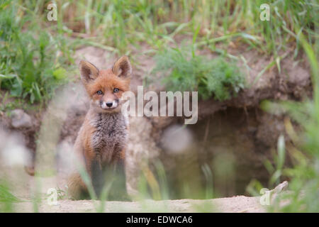 Red Fox kit (Vulpes vulpes) standing curiously at the den. Stock Photo