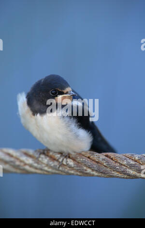 Juvenile Barn Swallow (Hirundo rustica) Stock Photo