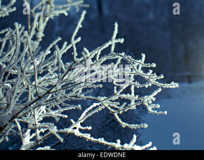 Red berries of viburnum with hoarfrost on the branches . closeup Stock Photo