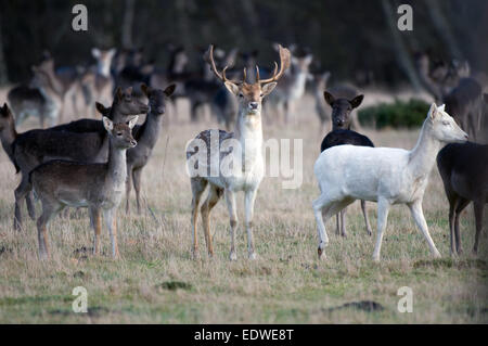 Fallow deer buck with does Stock Photo