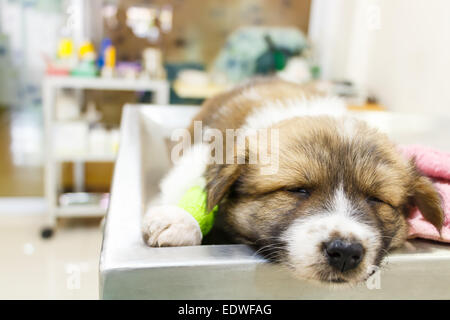 cute puppy(Thai Bangkaew Dog) ill and sleep on operating table in veterinarian's clinic Stock Photo