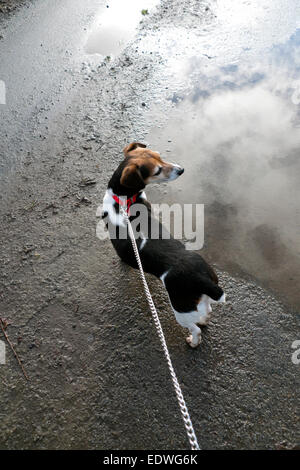 Jack Russell small terrier dog on lead viewed from behind on a tarmac road surface in Wales UK  KATHY DEWITT Stock Photo