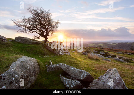 Lone Hawthorn tree on Ingra Tor at sunset Dartmoor National Park Devon Uk Stock Photo