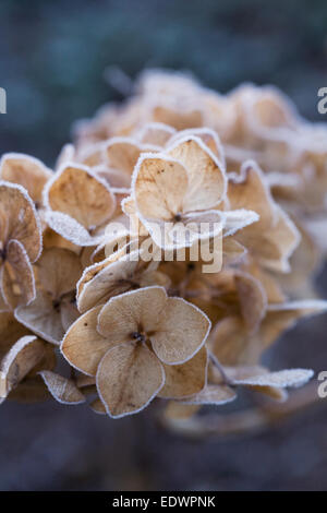 Frosted Hydrangea heads in winter. Stock Photo