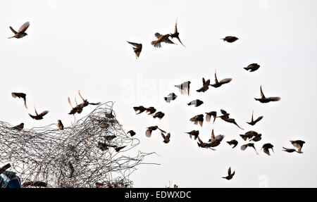 flock of small sparrows flying on metal wire and grey sky background Stock Photo