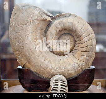 fossil big spiral shell closeup limestone in museum Stock Photo