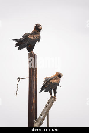 Wedge-tailed Eagles, Aquila audax, South Australia Stock Photo